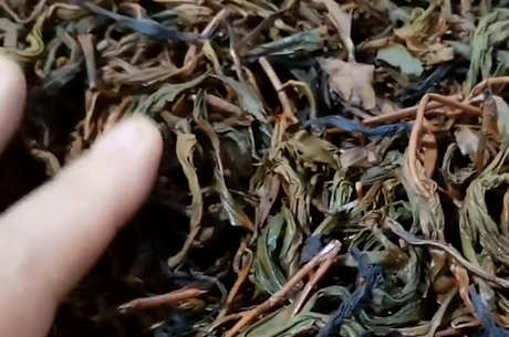 如何判断茶是什么茶？