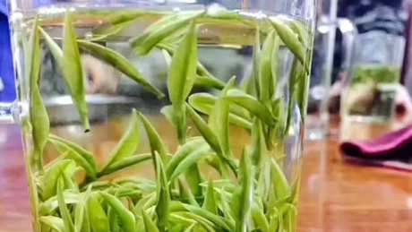 如何泡好安吉白茶？