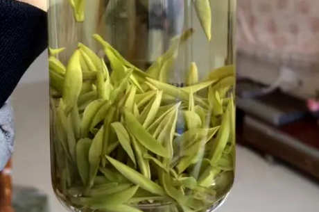 如何泡好安吉白茶？