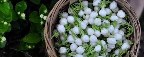 怎样冲泡茉莉花茶？