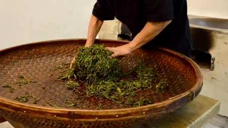 制作茶叶的过程
