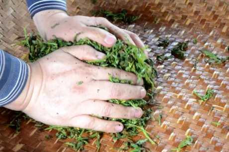 制作茶叶的过程