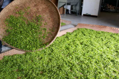 制作茶叶的过程