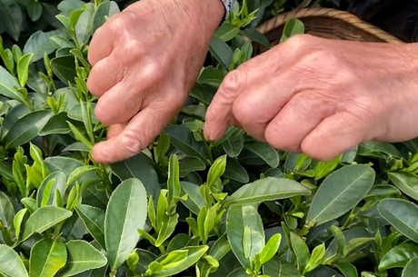 网上买茶怎么选？