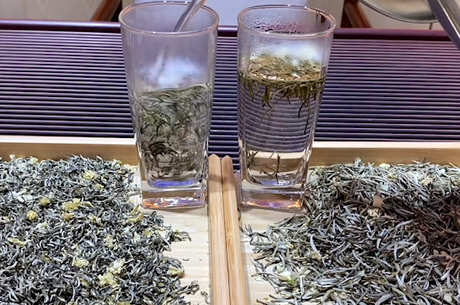 如何选择茉莉花茶？