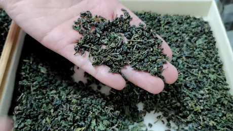如何判断自己适合喝什么茶？