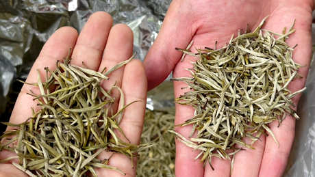 选茶有什么讲究？