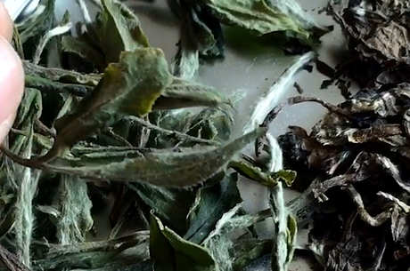 选茶有什么讲究？
