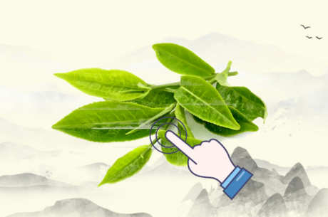 新茶和陈茶的区别