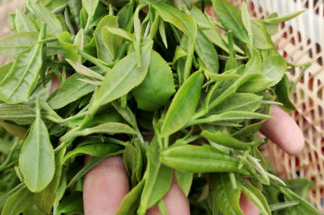安徽芜湖有什么茶？
