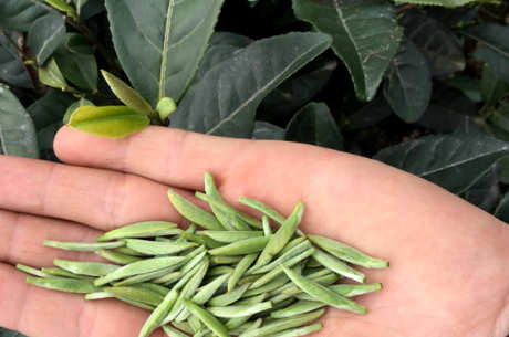 贵州有哪些名茶？
