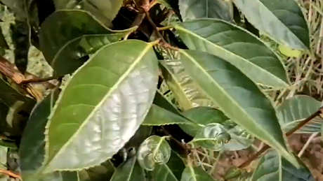 茶籽树的种植和管理