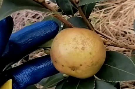 茶籽树的种植和管理