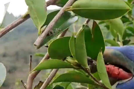 茶籽树的种植和管理