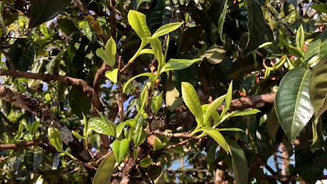 冰岛茶是什么？冰岛茶的特点是什么？