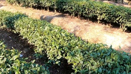 各种茶的产地在哪里？