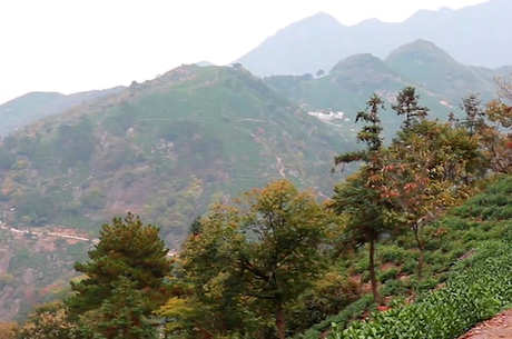 各种茶的产地在哪里？