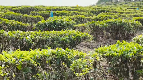 茶的产地在哪里？