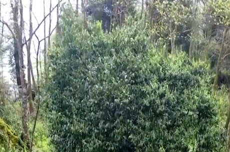 茶的产地在哪里？