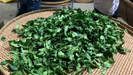 铁观音需要洗茶吗？
