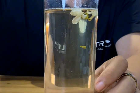 茉莉花茶是酸性还是碱性
