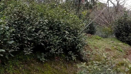 洞庭山碧螺春茶产地在哪里？
