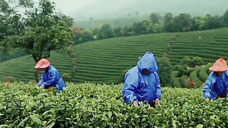 安吉白茶产地在哪里？
