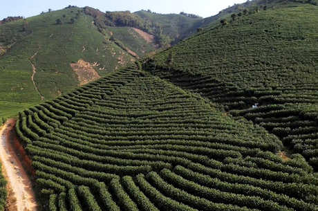 安吉白茶产地在哪里？