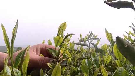 雨前明前茶是什么意思？