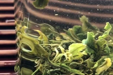 哪种茶最香最好喝？