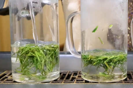 什么茶泡出来，满屋浓香？