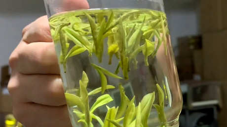 什么茶味道最好？
