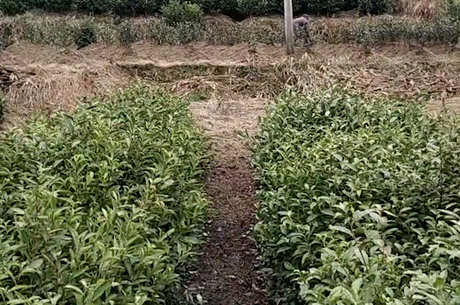 茶的生长周期有多长