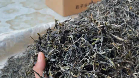 普洱生茶的保质期是几年