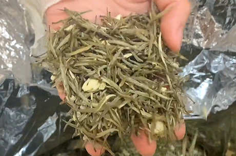茉莉花茶是什么茶种？