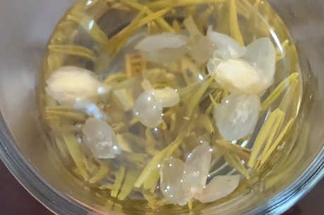 茉莉花茶是什么茶种？