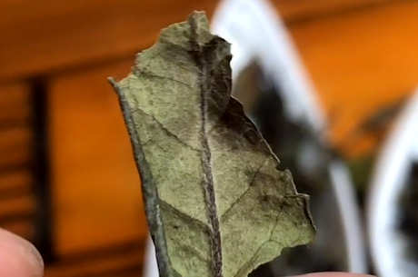 白茶是酸性还是碱性