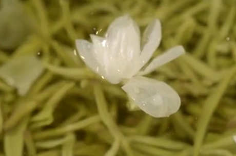 茉莉花茶的口感特点