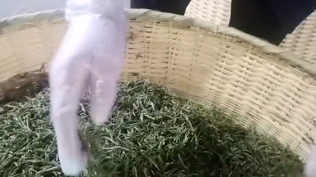 越山黛茶属于什么茶？