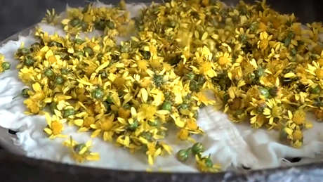 菊花茶是什么茶？