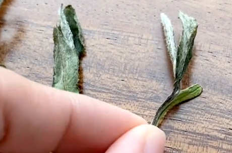 碱性茶是什么茶？