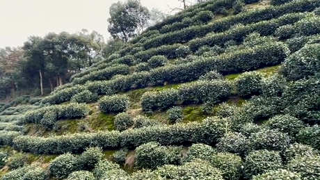 种植龙井茶树的方法