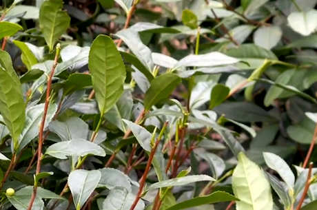 种植龙井茶树的方法