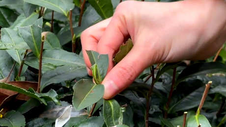 种植茶叶的方法有几种
