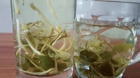 苦瓜茶可以搭配什么？