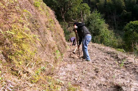 茶树种植技术
