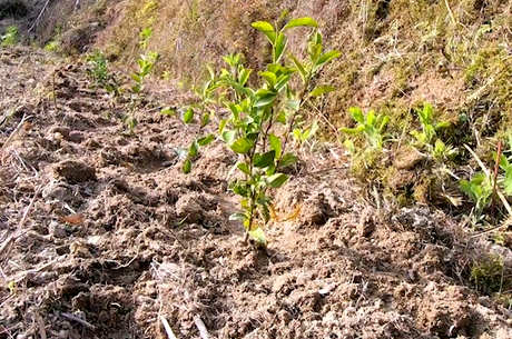 茶树种植技术