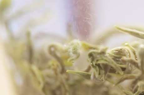 十大名茶有哪些？