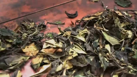 什么茶是老贡眉？