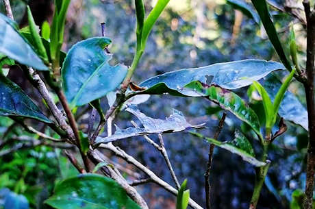 各种茶叶的产地